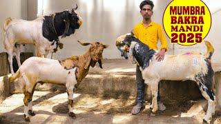 Mumbra Bakra Mandi 2025  Andul Bakre Aagaye