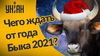 Год Быка 2021: каким он будет и как его встречать