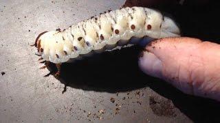 Mecynorrhina torquata ugandensis - Controlling larvae