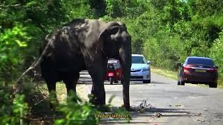 wild elephant 