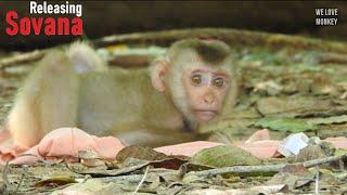 Today is A Hard Lesson For Abandoned Monkey Sovana Cuz Papa Lin Release Her in Troop, Sovana Crying