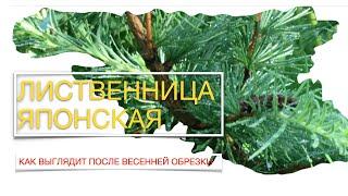 Лиственница японская спустя три месяца после обрезки. ч 3 //Nataliya Alekseeva//