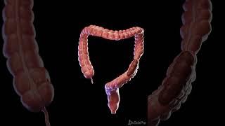 Colon in Motion: Peristalsis Up Close  #meded #anatomy #3dmodel