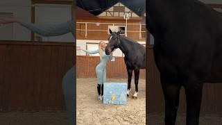 Da ist er wieder! Der Horsebrands Adventskalender für ALLE Reiter!  #equestrain #short #viral