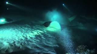 Sharks in the Maldives   HD1080i 2012