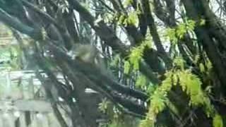 squirrel and junk food
