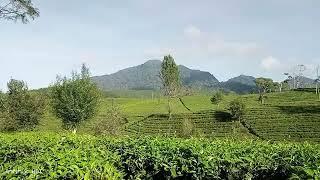 kebun teh sukawana parongpong @jajangstonechannel4162