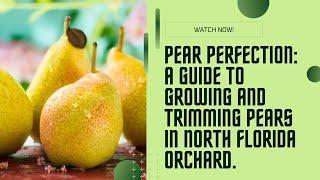  Pear Perfection in North Florida: A Guide to Growing and Trimming Pears in Your Orchard! 