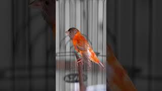 lagu red siskin gacor mewah untuk isian kenari #kenarigacor #redsiskin #burungmasteran