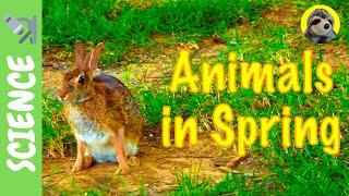 SPRING for KIDS! | Animals in Spring