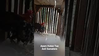 ayam hutan usia tua asli sumatera #shorts