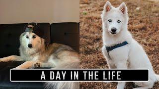 A Day in the Life: Siberian Husky Edition