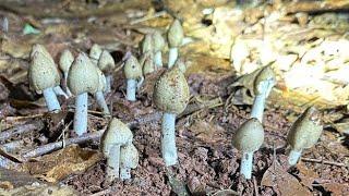 Săn Nấm Mối tại bình phước, Phát hiện những tổ nấm Mối mọc như chong.
