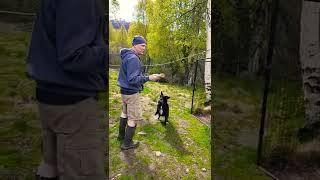 CUTE DOG WANTS TO PLAY #shorts #labrador #outdoor