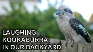 Laughing Kookaburras Visit Us in the Backyard