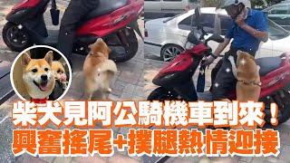 柴犬見阿公騎機車到來！　興奮搖尾+撲腿熱情迎接‍｜寵物動物｜精選影片