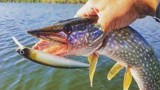 Catching pike on lures