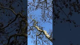 Common alder - canopy - March 2025