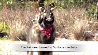 Christmas dogs & Holiday Season fairy tale movie with FINE-TUNED CANINES (Naples, Florida)