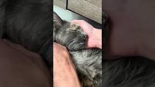 Maine Coon | Quanto ama le coccole Mendy ! ‍⬛️ |#mainecoon