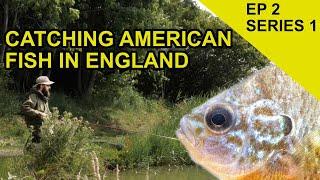 Pumpkinseed Fish in England: Chasing Scales Species Hunt  (EPISODE 2)