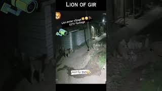 lion enter in village | #lion #shortsfeed #shorts