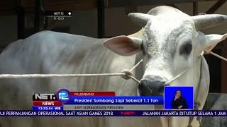 Sapi Kurban Pilihan Presiden Jokowi Memiliki Bobot 1,1 Ton - NET 12