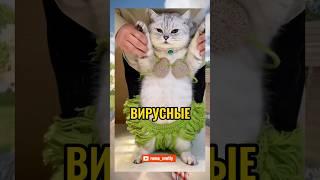 ВИРУСНЫЕ ВИДЕО / Дезактивация Кота