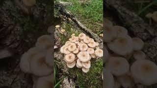  Грибов Опят просто море!!! #грибы #сборгрибов #опята #лес