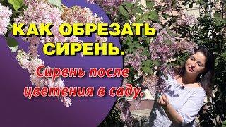 Как же обрезать сирень? Сирень после цветения в саду