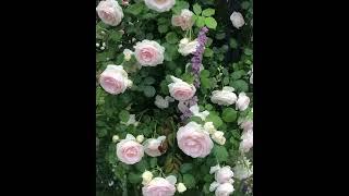 Плетистая роза Palais Royal/Blanc Pierre de Ronsard/White Eden (Пале Рояль/Блан Пьер де Ронсар).