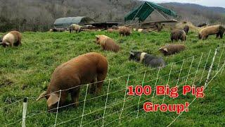 100 head pastured pig group tour in 5 min.   ($130k worth of pork) #farming #pigs #realpigfarming