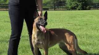 Global K9 Protection Services: Company Overview