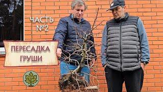 Пересадка Груши / работа с корнями в осенний период @Studio.Bonsai