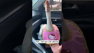 This girl rescued a goose that was lying helpless on the road and then...