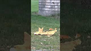 I Dropped a Pumpkin From a Silo