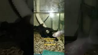 Ikan Koki Hitam dan Putih #shorts