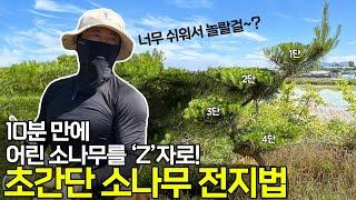 10분이면 충분한 소나무 전지! 'Z자' 수형 만들기 초간단 비법 공개!