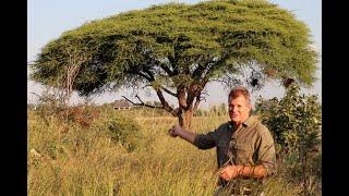 The Wisdom of Trees with the African Plant Hunter, and Hideaways