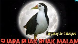 suara burung ruak ruak malam,langsung berdatangan, di jamin ampuh