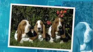 Basset Hound Pups Te Koop