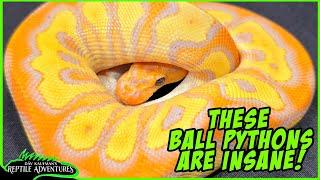 AMAZING EUROPEAN BALL PYTHON MORPHS!