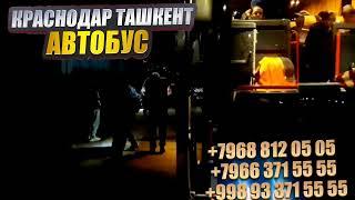 Краснодар Ташкент автобус. Растов Ташкент автобус. Krasnodar Tashkent Avtobus