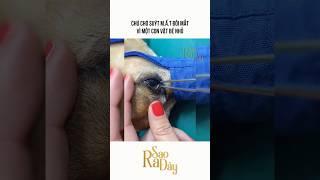 CHÚ CHÓ SUÝT M.Ấ.T ĐÔI MẮT VÌ MỘT CON VẬT BÉ NHỎ