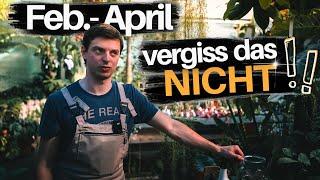 5 Zimmerpflanzen Pflege Tipps die du im Frühjahr nicht verpassen solltest! Umtopfen Düngen Licht...