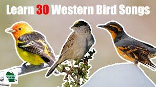 Learn 30 Common Backyard Bird Songs and Calls (Western United States)