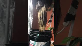 Hydroponic root pulls with show and tell of indoor garden part 1 #hydroponics #roots