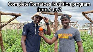 The best Tomato Fertilizer/Nutritional program from Planting to Harvesting and Producing Big Fruits