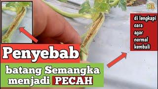 JANGAN Lakukan hal ini pada tanaman semangka