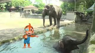 Bermain Bersama Arinta Si Anak Gajah Menggemaskan | SI OTAN (22/02/22)